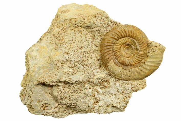 Jurassic Ammonite (Cleistosphinctes) Fossil - Évrecy, France #367808